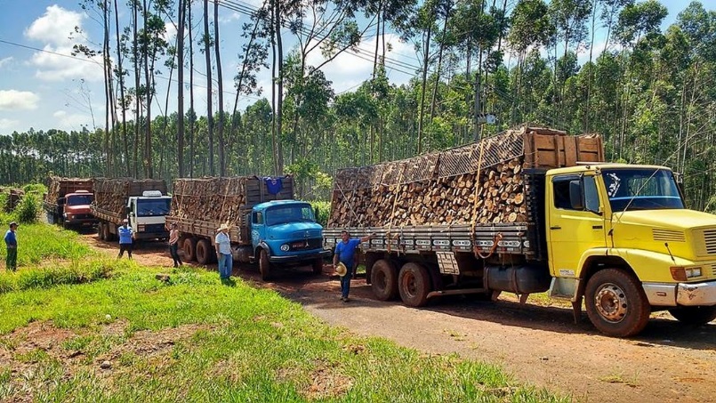 AgroMadeira - Compra e Venda de Eucalipto - Echaporã-SP - Loja De ...