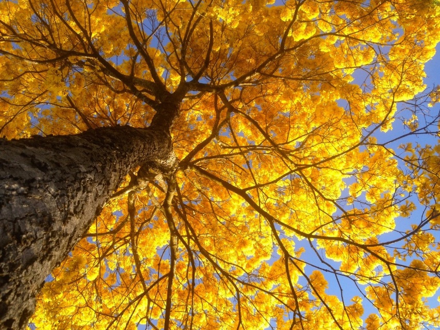 Árvores do Brasil: Ipê-amarelo - Blog Mata Nativa