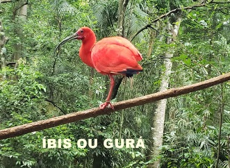 C:\Users\Seven\Desktop\FOTOS 1 DE UMA LONGA VIAGEM 29-02-2019\FOTO 85 IBIS OU GURÁ 16H 45m.jpg