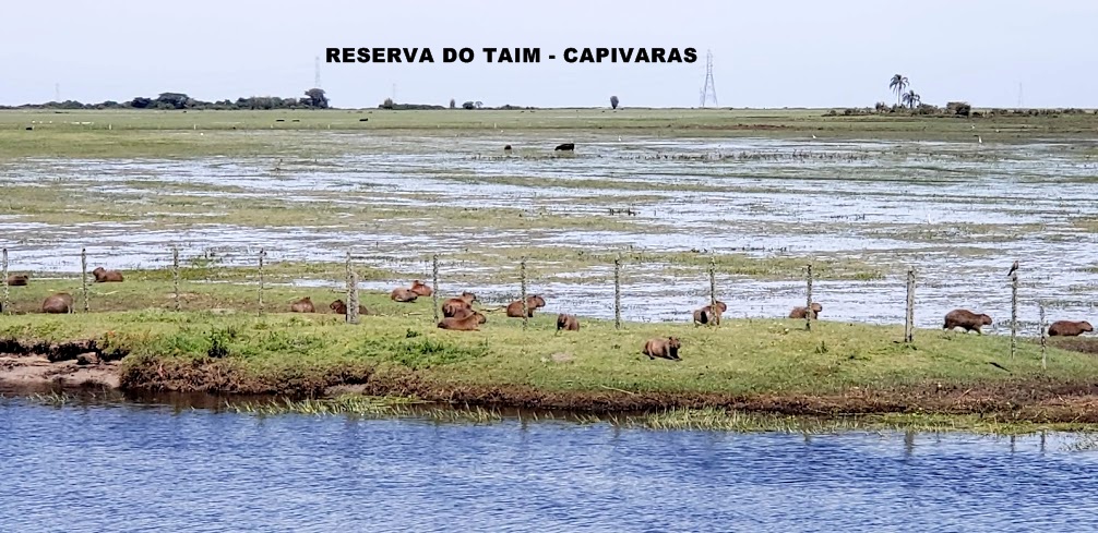 C:\Users\Seven\Desktop\FOTOS 1 DE UMA LONGA VIAGEM 29-02-2019\FOTO 145 CAPIVARAS 10H-25M.jpg