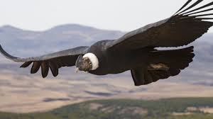 Condor andino conseguiu voar por 5 horas sem bater asas