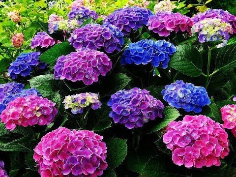 HORTENSIA UMA FLOR LINDA , SAIBA COMO CULTIVA LA !! - YouTube