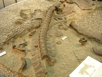 https://upload.wikimedia.org/wikipedia/commons/thumb/e/e8/Futabasaurus-suzukii_fossil-rock_replica_at_Tokyo_NSM.jpg/800px-Futabasaurus-suzukii_fossil-rock_replica_at_Tokyo_NSM.jpg