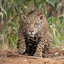 Panthera onca – Wikipédia, a enciclopédia livre