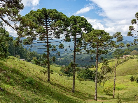 Webysther 20190413132108 - Araucária (Araucaria angustifolia).jpg